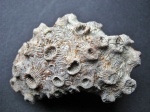 Phillipsastraea ibergense Roemer, 1855.