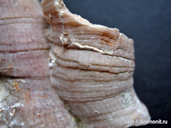 Disphyllum