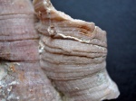 Disphyllum sp.