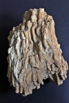 Siphonodendron rossicum Stuckenberg, 1904.