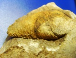 Corysoceras karatauense