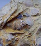 Anathyris,Athyridida.