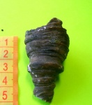 Rugosa