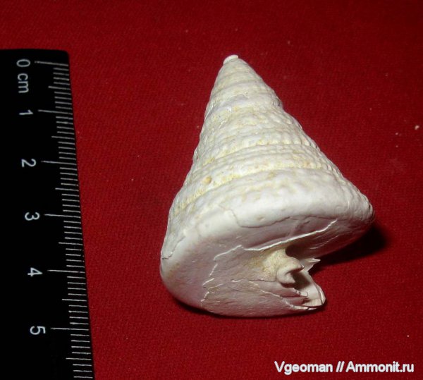 Calliostoma, Рыбальский карьер, мандрыковские слои
