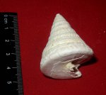 Calliostoma nodulosa 1