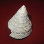 Calliostoma nodulosa 2