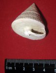 Calliostoma nodulosa 3