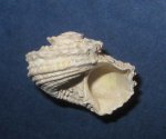 Angaria ostreaeformis Koenen