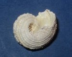 Angaria ostreaeformis Koenen 2