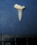 Striatolamia sp. ?