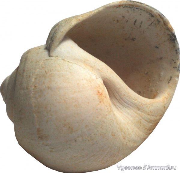 бартон, верхний эоцен, Ampullina, Парижский бассейн, Upper Eocene