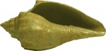 Athleta depauperatus (Sowerby) 1