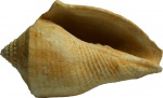 Athleta labrela (Lamarck) 1