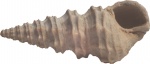 Batillaria bicarinata (Lamark) 2