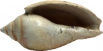 Cryptochorda stromboides (Hermann) 2
