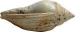 Cryptochorda stromboides (Hermann) 1