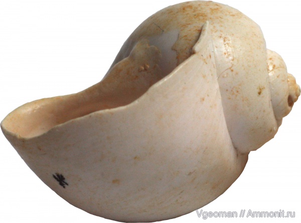 Eocene, Paris basin, barton, Espira