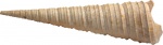 Haustator lamarcki (Defrance,1828) 1