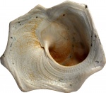 Xenophora sp.