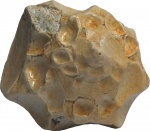 Xenophora sp.