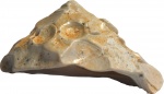 Xenophora sp.
