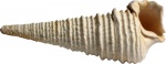 Potamides mixtus trivittat (Desh.) 2