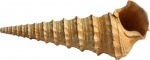 Potamides tricarinatus fren (M. Chalm.) 1