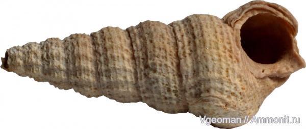 Potamides, Eocene, Paris basin, barton
