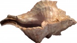 Pterynotus crenulatus tricus (Desh.) 1