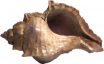 Pterynotus crenulatus tricus (Desh.) 2