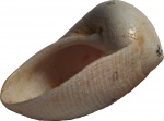 Sinum clathratum (Gmelin) 1