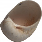 Sinum clathratum (Gmelin) 3