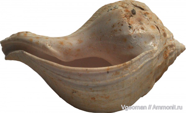 Strepsidura, Eocene, barton