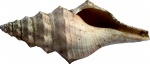 Surcula parisiensis De Boury