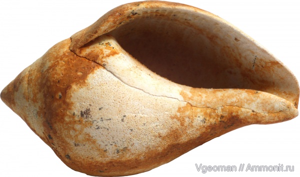Sycostoma, Eocene, Paris basin, barton