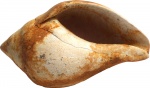Sycostoma globatum (Desh.) 1