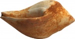 Sycostoma globatum (Desh.)