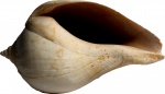Sycum bulbus (Solander) 1