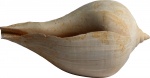 Sycum bulbus (Solander) 2