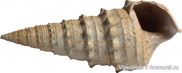 Eocene, Paris basin, barton, Tympanotonus