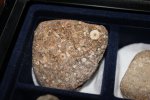 Фрагмент дна с остатками морских лилий