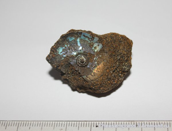 Garniericeras