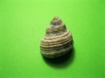 Trochidae.