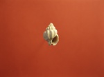 Nassarius miocenicusobliquus.