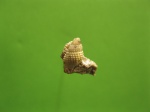 Гастропода в породе.Похоже из семейства Nassariidae?