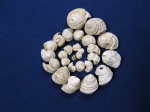 Troсhidae.27