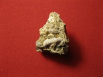 Serpulidae.