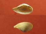 Leda (Ledina) fragilis.