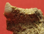 Nassariidae?