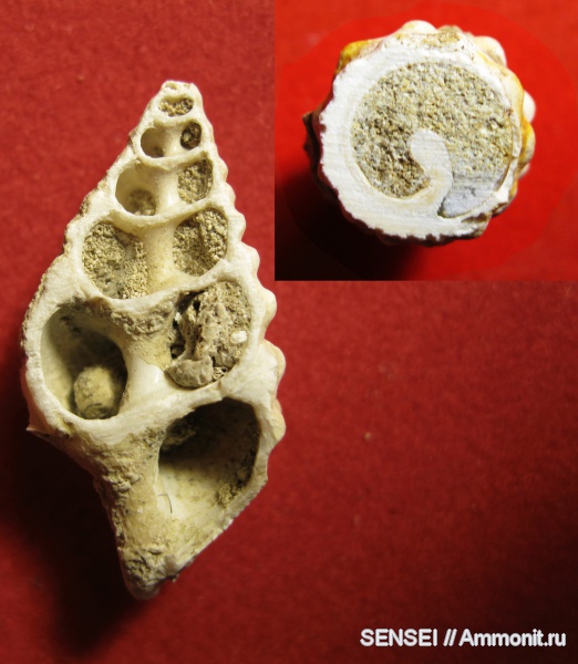 гастроподы, Кубань, Cerithiidae, Cerithium cattleyae